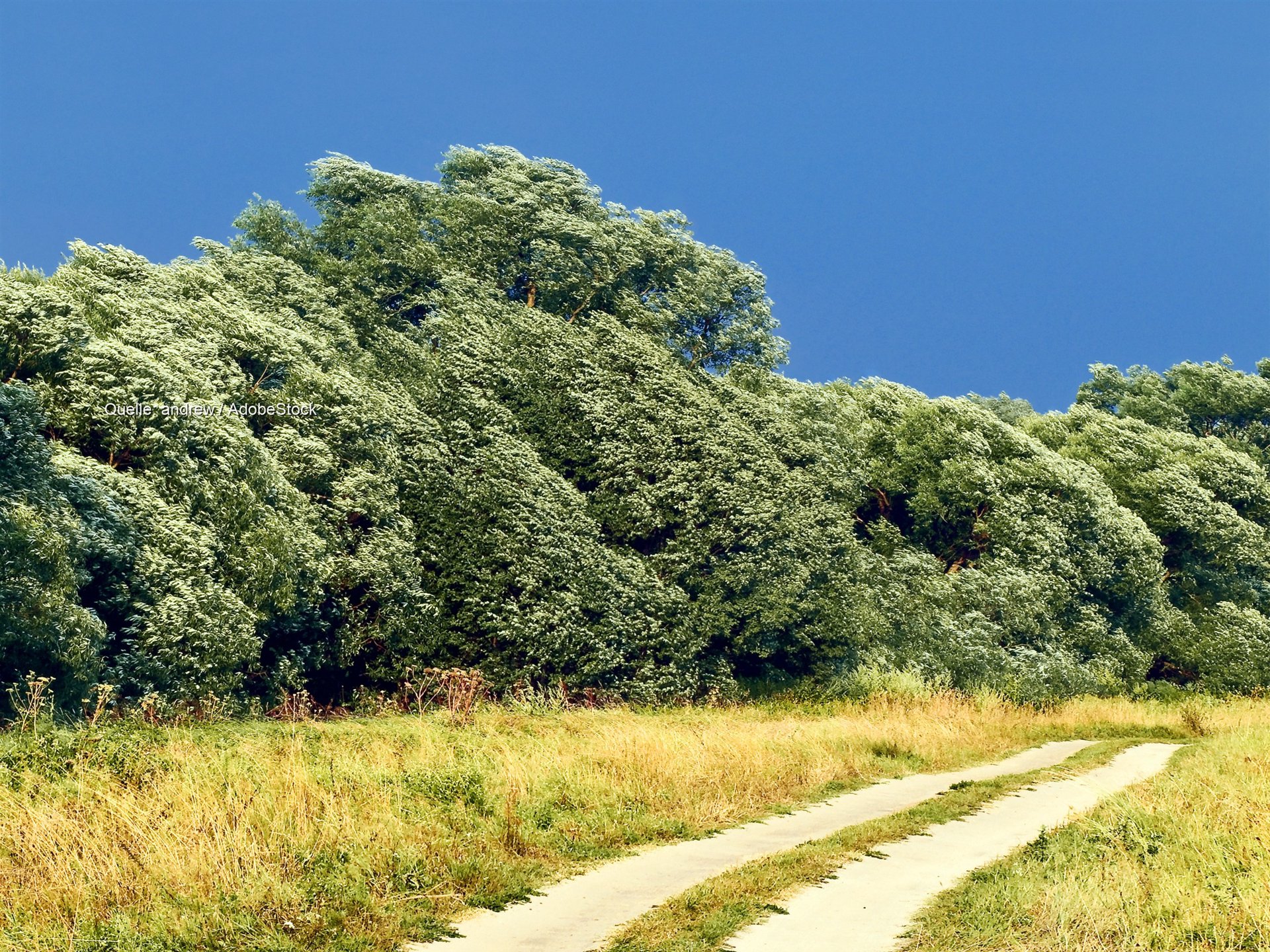 Sturm trifft Dürrewälder im Westen: Waldwege ab Freitag meiden